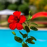 فيلة مارماريس هوليداي مرمريس