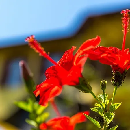 Willa Marmaris Holiday Villas *